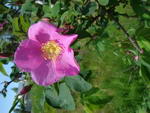 Rosa Acicularis